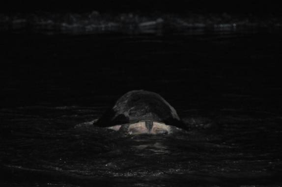 Tartaruga volta ao mar após colocar seus ovos na Reserva del Flor, em San Juan del Sur, na Nicarágua